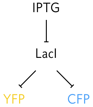 LacI-CFP-YFP circuit
