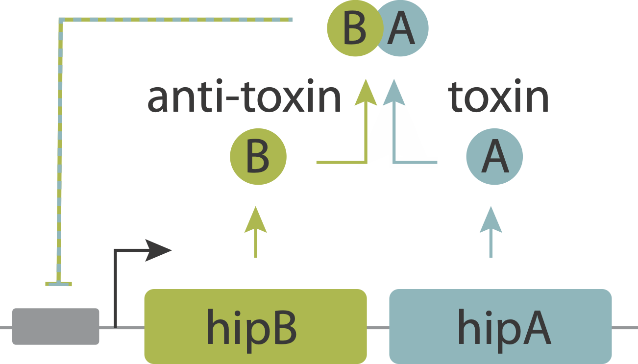 The hipAB toxin-antitoxin_circuit